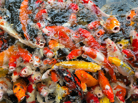 carp fish pond background, colorful background, Fancy carp