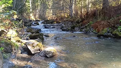 Fotobehang Bos rivier A small beautiful stream with stones in the bed, flows through the morning autumn forest illuminated by the rays of the rising sun.  © Алексей Желтухин