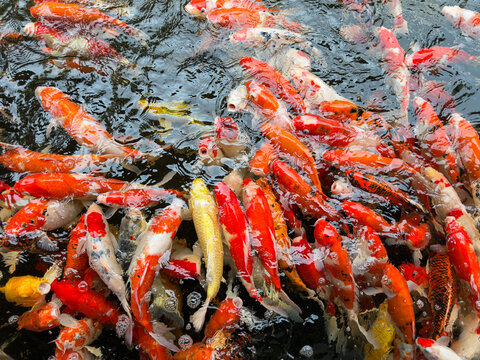 carp fish pond background, colorful background, Fancy carp