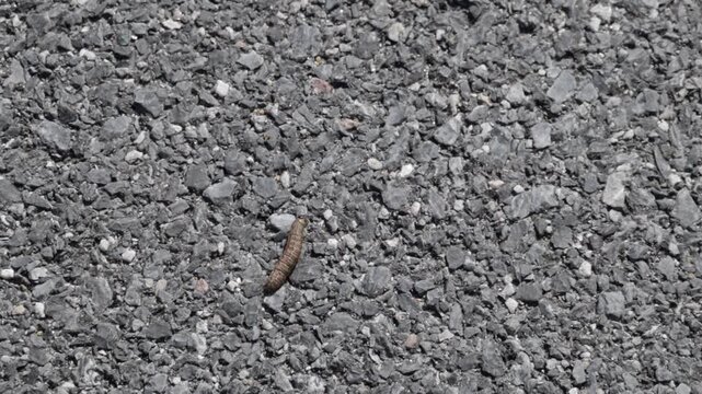 Cutworm on the ground crawling and wiggling 
