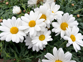 Obraz premium Marguerite bush, Paris daisy or marguerite daisy