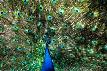 Fototapeta premium Peacock with fully spread symmetrical feathers vibrant natural pattern