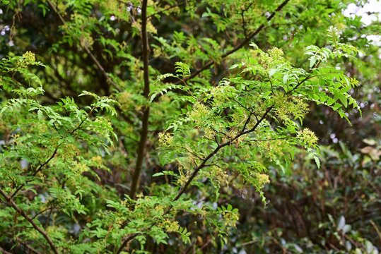 Japanese pepper (Zanthoxylum piperitum) flowers blooming on a male tree. A Rutaceae dioecious deciduuous shrub. It produces yellow flowers in spring.