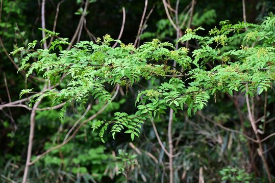 Japanese pepper (Zanthoxylum piperitum) flowers blooming on a male tree. A Rutaceae dioecious deciduuous shrub. It produces yellow flowers in spring.