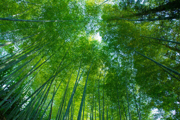 Fototapeta premium Looking Up at Lush Bamboo Forest Canopy in Wakayama
