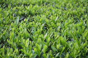 Fototapeta premium Fresh tea leaves growing in plantation scenic view