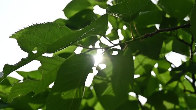 新緑の木々の葉と眩しい逆光が輝くスローモーション映像