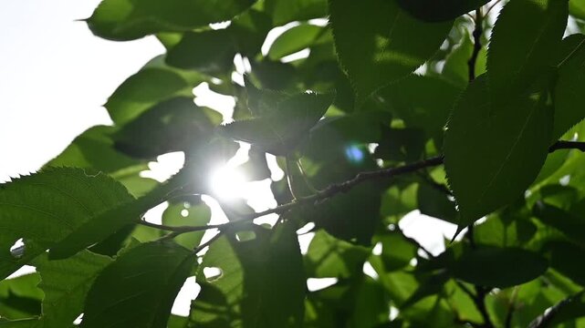 新緑の木々の葉と眩しい逆光が輝くスローモーション映像