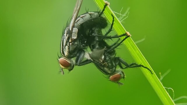 Mating Houseflies Cinematic Macro Slow Motion on Grass Blade 4K