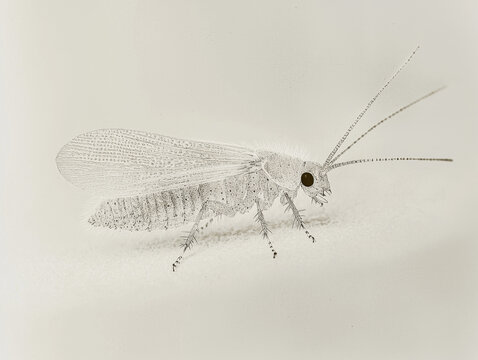 Macro photograph of a delicate insect with intricate veined wings, long antennae, and prominent dark eyes, in a monochromatic style
