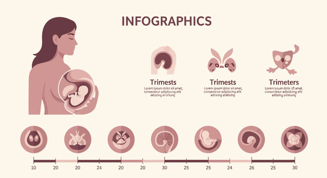 Detailed Infographic Illustrating the Progressive Stages of Fetal Development and Growth Throughout Human Pregnancy Trimesters