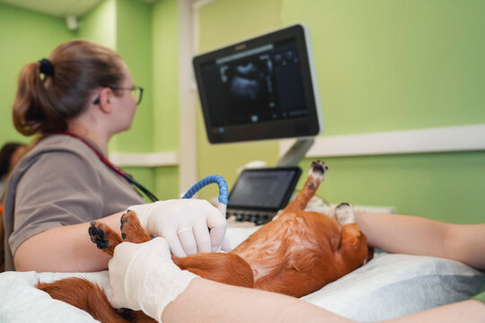 Veterinarian performs an abdominal ultrasound on a small dog at a clinic. She uses a probe while assistants hold the pet, viewing the sonogram on a screen. Clinical setting with green walls.