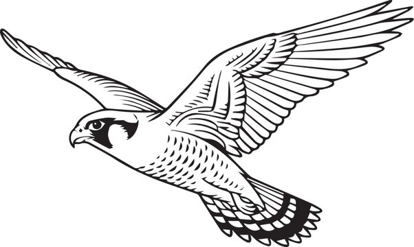 Majestic peregrine falcon soaring through the air with wings fully spread, detailed engraving woodcut style black and white vector illustration
