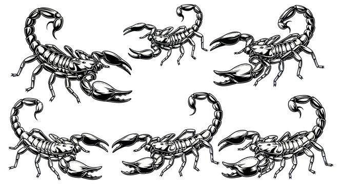 Scorpions Clipart: Black and White Graphic Illustrations