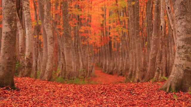 紅葉のブナ林と並木道