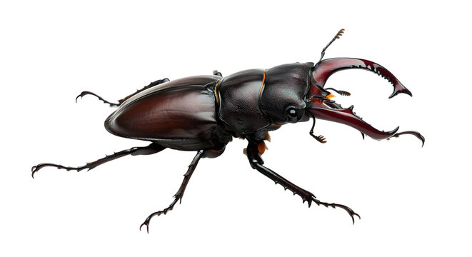 stag beetle isolated on png background