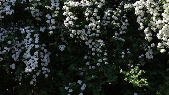 straight on spirea in morning side light