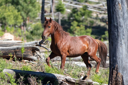 Bright Red Chestnut wild horse stallion near Black Canyon Lake in the Apache Sitgreaves National Forest near Heber Arizona United States
