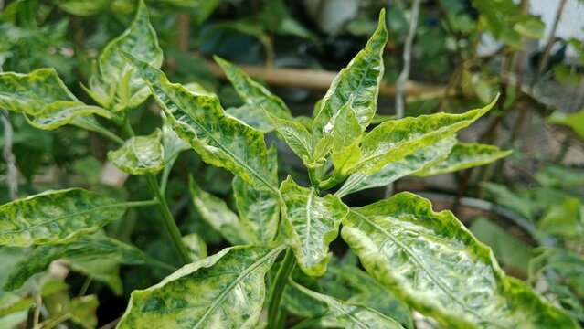 Chili peppers are attacked by thrips, causing the leaves to develop yellow spots.