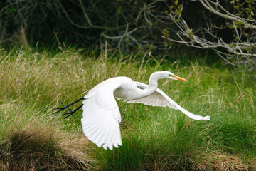 A white Great Egret (Ardea alba) takes flight from a grassy spot along a wetland bank © Kari Post