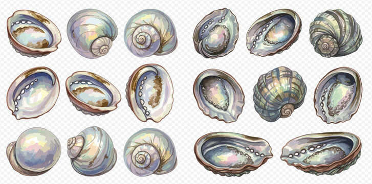 Collection of various iridescent seashells and abalone shells on a white background.