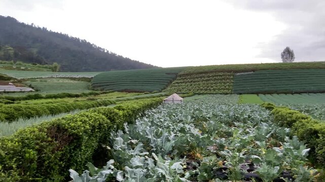 Terraced vegetable farm on the slopes of Mount Sumbing Indonesia