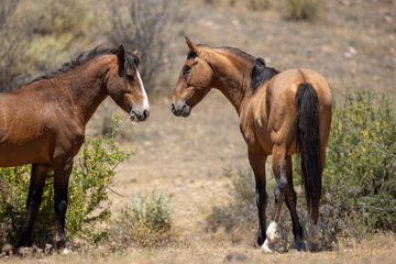 Fototapeta premium Wild Bay Stallions Engaging in Dominance Behavior in the Pobrecito region of the Salt River Wild Horse Management area near Scottsdale Arizona United States