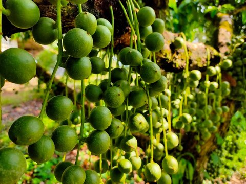 Fresh green Burmese grapes (Mafai) hanging on a tree in a tropical fruit plantation,
exotic Asian fruit background.