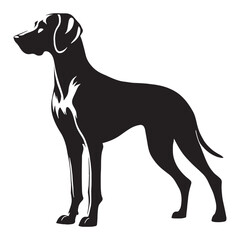 Fototapeta premium Weimaraner Dog Elegant Hunting Breed Loyal Intelligent Fast Runner Silver Coat Energetic Companion Family Dog Active Lifestyle Friendly Protective Strong Athletic Smart Obedient German Origin.