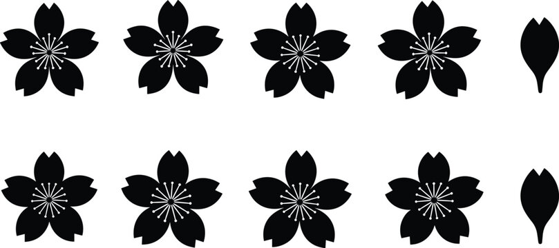 Black cherry blossoms and leaves isolated on a grey background.