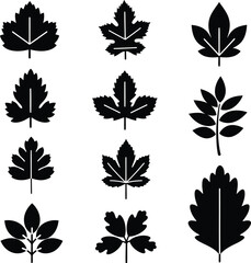 Fototapeta premium black leaf silhouettes set on white background for design and decoration