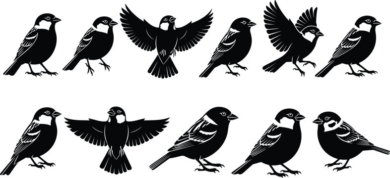Silhouettes of sparrows in various poses and actions on transparent background.