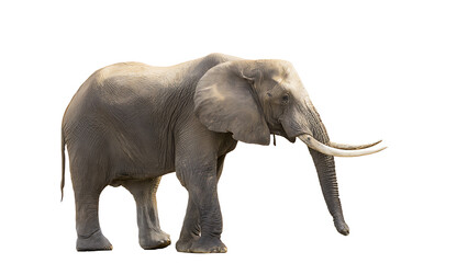 Obraz premium Majestic African Elephant Standing Proudly Isolated on White Background.