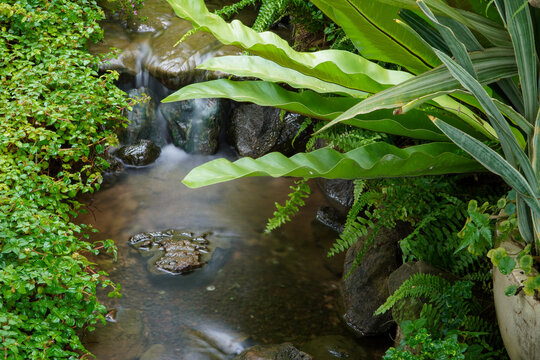 Tropical moss and fern garden with unique waterfalls and humid loving plants and flora