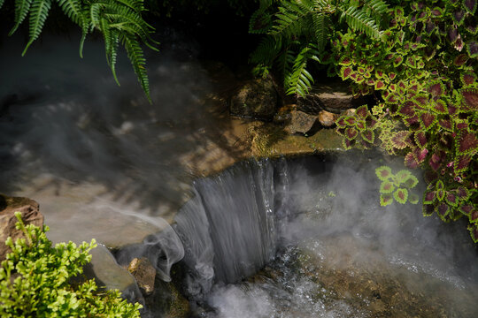 Tropical moss and fern garden with unique waterfalls and humid loving plants and flora
