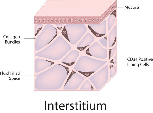 Interstitium Science Design Vector Illustration Diagram