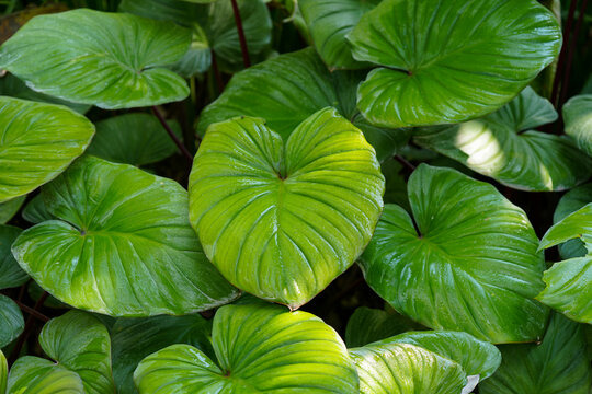 Tropical moss and fern garden with unique waterfalls and humid loving plants and flora