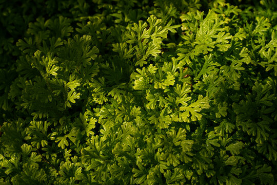 Tropical moss and fern garden with unique waterfalls and humid loving plants and flora