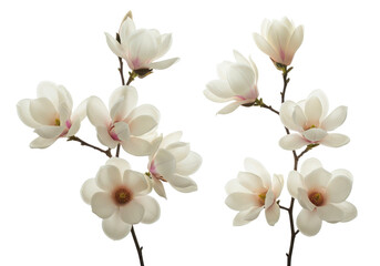 Fototapeta premium Graceful white magnolia flowers with soft pink centers on delicate branches symbolizing purity isolated on transparent background