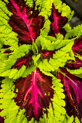 Green and Red Fern © MediaMilly