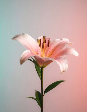 A delicate pink lily with detailed stamens and leaves stands against a soft gradient background of teal and peach hues.