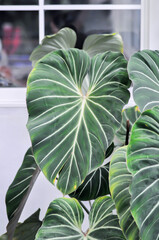 Philodendron gloriosum or Philodendron erubescens K Koch and Augustin, Philodendron or ARACEAE © jobrestful