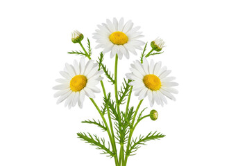 Obraz premium Fresh vibrant white daisy flowers with yellow centers and green foliage blossoming beautifully isolated on transparent background
