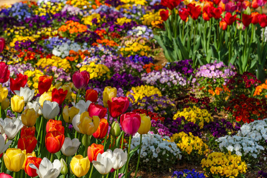 カラフルな花々　チューリップとビオラ