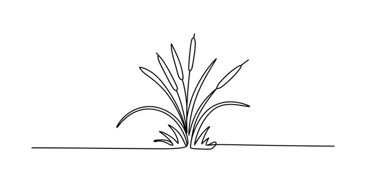 A simple continuous line drawing illustration of a cluster of cattail plants in a minimal style Vector, illustration