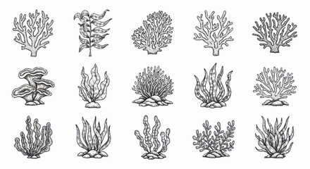 Collection of hand-drawn coral reef plants and seaweeds. © Anak