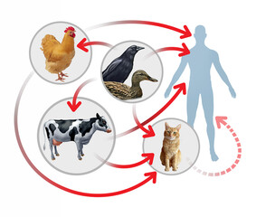 Obraz premium H5N1 avian influenza transmission concept showing spread from wild birds to poultry cows and cats with rare human infection as a zoonotic outbreak and public health risk.