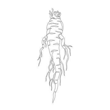Minimalist Dried Madder Root Continuous Line Art for Natural Dye and Herbal Supplement Branding
