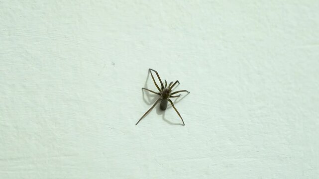 Small brown arachnid clinging to a bright wall surface