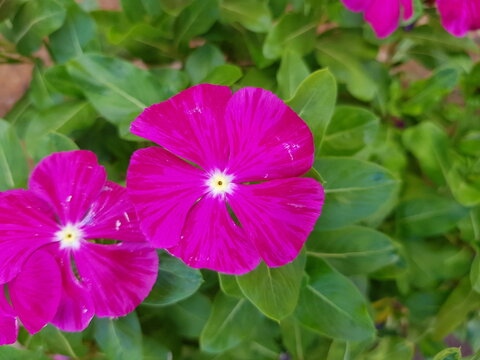 Catharanthus roseus (Madagascar periwinkle, rosy periwinkle) with bright pink petals and white centers, thriving in lush green foliage under sunny conditions with velvety floral texture.